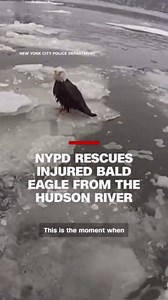 Bald eagle rescue