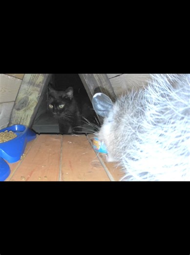 Savage Opossum Feeding Time