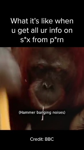 David Attenborough Observes Orangutan's Hammer Skills