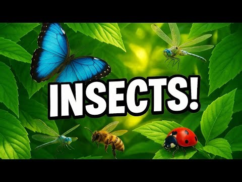 Insects Fun Facts and Vocabulary for Kids