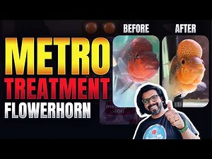 Metro Treatment Explained for Flowerhorn Fish | Dosage, Duration & Tips