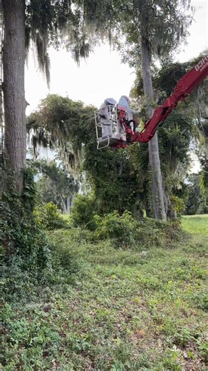 3K views · 40 reactions | Take a look into a Yellow-Legged Hornet nest removal! Clemson DPI's Yellow-legged Hornet Response team collaborates with licensed pest control experts to safely remove a secondary nest in the low county of South Carolina. Check out clemson.edu/ylh to learn more about the Yellow-legged Hornet and report any suspected hornet sightings. | Clemson University Invasive Species Program | Facebook