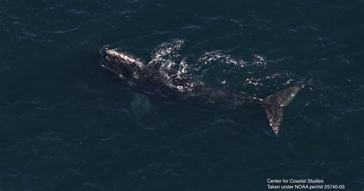 Critically endangered right whale population growing slowly, researchers find