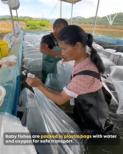 108K views · 45 reactions | Oxygen Bags Used for Fish Transport. #FishFarming #FishTransport | Gizmo Trends | Facebook