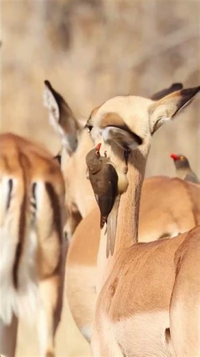 Impala with Oxpecker