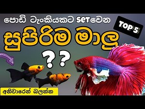 ලේසියෙන් හදන්න පුලුවන් ලස්සන පුංචි මාලු 5 ක් 🤗 small fish tank setup sinhala
