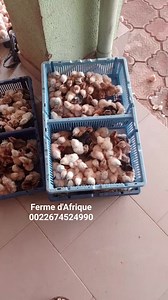 Wa.me/0022674524990 Elevage Familial B² Ferme d'Afrique Ouagadougou | Ferme d'Afrique | Facebook