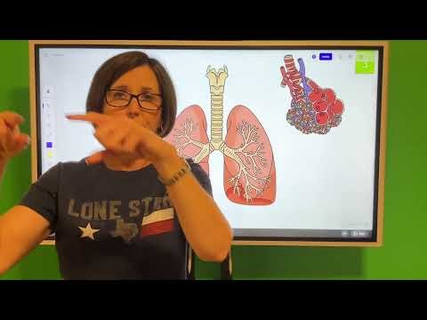 Mucus, Sputum, and Secretions Explained (Fast Five for RT Students)