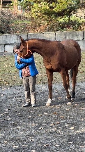 Even lesson horses need to have fun! I’m so lucky to have this boy, and always love his cuddles and grooming 🥹 #naturalhorsemanship #horsetrainer #horsetraining #horseliberty #positivereinforcement #liberty #arabianhorse #horselover #fyp | Crazy Horse Natural Horsemanship