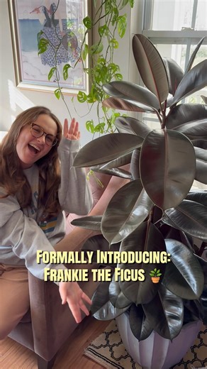 Introducing: Frankie The Ficus! 🪴