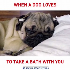 33K views · 492 reactions | when a dog loves to take a bath with you | Puppy You | Facebook