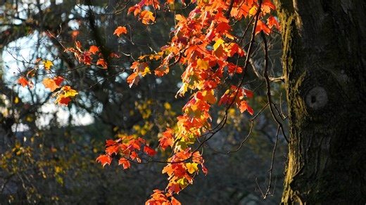 It's time to rake your leaves for collection in Milwaukee. Here's what to know