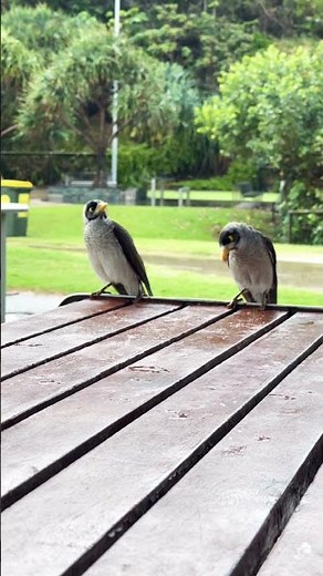 Noisy Miner birds in Australia 🇦🇺 #australianbirds #rainnymorning