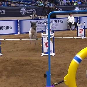 349K views · 5.6K reactions | #standardpoodle | Best dog in show | Facebook