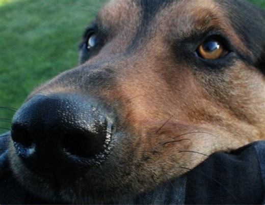 Using Functional Analysis for Dog Behavior Problems