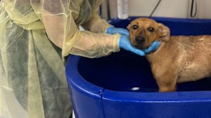 Desert-rescued dogs now available for adoption at Nevada SPCA