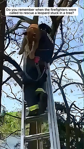 The difference between puma with and without father around #puma #pumamessi #lov The fire brigade rescued the leopard in time. #animal #animalsoftiktok #thank #l | Africaimage