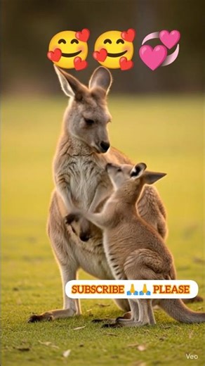 Baby kangaroo learns to jump।बच्चा कंगारू ने कूदना सीखा।#cartoonvideo #shortvideo