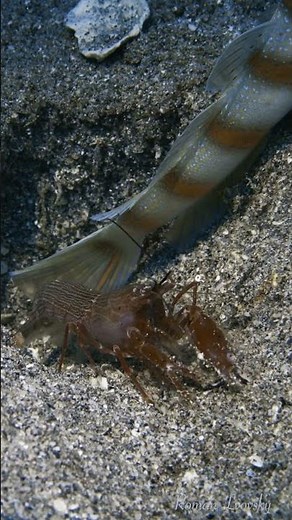 Alpheidae. Red sea. #short #shortsclip #biodiversity #underwatervideo #underwaterworld