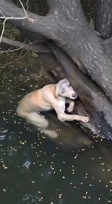 In a moment of sheer desperation, she clings to hope while drowning—will anyone come to her rescue? 😢💔 👉 Watch her heartwarming reaction when help arrives in the comments below! 💖👇🏻 #DogRescue #HopeInDespair #BraveHearts #AnimalRescue #TearsOfJoy #HeroicTails #LoveHeals #RescueAndRecovery | Tender Paws Haven