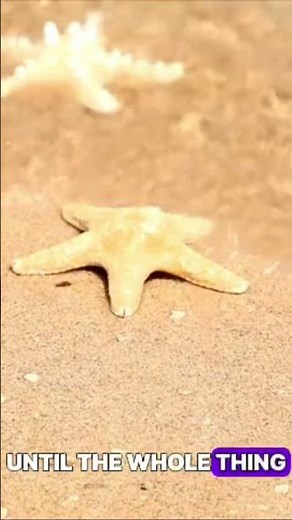 Zombie Starfish Meltdown #viral #shorts #ocean #sea #youtubeshorts #subscribe #facts #video #videos