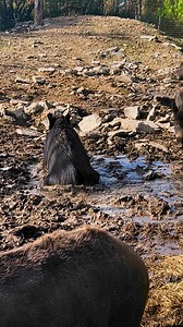 16K views · 207 reactions | Our Wild Boar having some fun in the sun. ☀️ Sound on  #wildanimals #sanctuary #donegal #wildireland #nature #outdooractivities #wildboar | Wild Ireland | Facebook