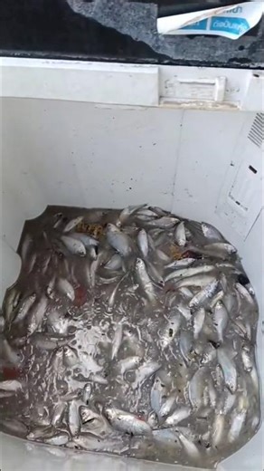 Why are fish put in the washing machine? #shorts