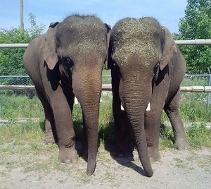 2 New Bachelor Elephants Arrive At Denver Zoo