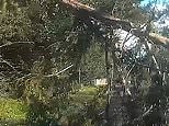 The shocking moment teenager escapes death as tree falls onto car