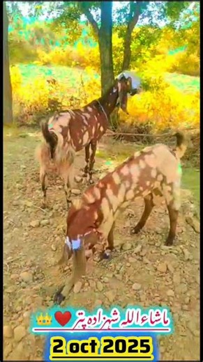 Masha Allah Beautiful Bakra Say Masha Allah #goatfarming #goatslover #shorts