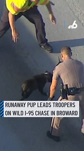 744K views · 18K reactions |  Pup on the run!  A speedy dog led...