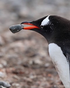 Gentoo Penguins build their nests out of pebbles. Of course, there's a limited supply of them nearby, so penguins tend to 'borrow' them from others... Video by Richard Sidey / Galaxiid | Richard Sidey