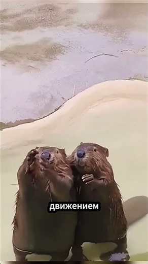 Rare footage of a baby beaver 🦫#facts