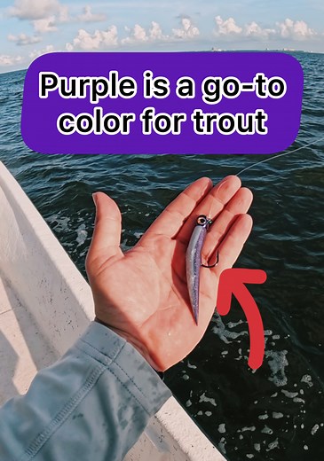 Purple is one of my go-to colors for speckled trout. And I have became a huge fan of this lure in particular this year. Name in video. | T3 Tackle and Outdoors
