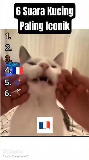 6 Iconic cat sounds you won't get tired of hearing #fypシ #cat #funny #cute #cats #funnycats