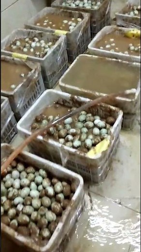 Mini Egg Washer Machine | Egg Cleaning Machine