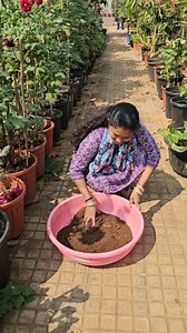 Jasmine plant care and fertilizers for heavy blooms #jasmine #plantcare #shortvideo #viralreels | Mahi sowji gardening and vlogs