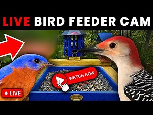 🔴LIVE Bird Feeder Cam | NEW Feeder Added! - Beautiful Birds! (rain)