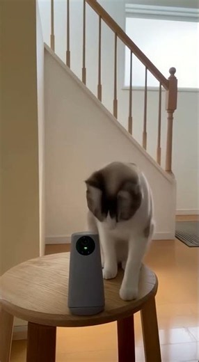 Owner Scares The Shit Out Of Bad Cat #hilarious #funnypets #lol
