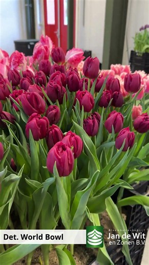 Tulip World Bowl