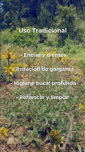 ¿Ya conoces el poder del Chilcuague?