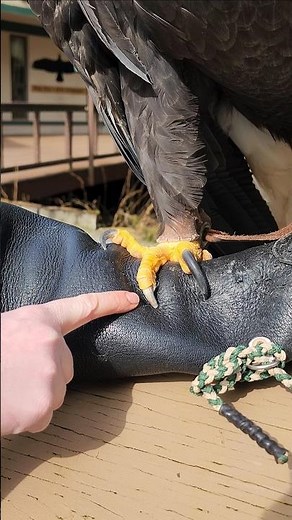 A Bald Eagle's talons are powerful tools built for survival! #BaldEagle #Talons #Raptors #DidYouKnow