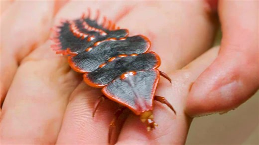 The prehistoric insect that stood still