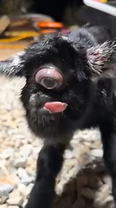 110K views · 232 reactions | Octogoat: The 8-Legged Miracle That Shocked Croatia! #goat #mutation #croatia | Most Amazing Top 10 | Facebook