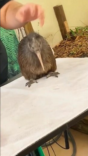 Struggle of Kiwi Bird 🥚 | Biggest Egg in Small Body Ratio | Amazing Bird Information