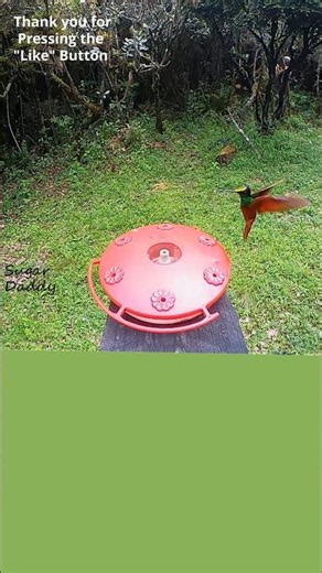 Colorful HUMMINGBIRD Feeding up close! Rainbow Starfrontlet5 Ecuador. #birds
