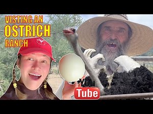Everything you need to know about ostrich farming in usa and rising baby chicks