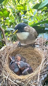 122K views · 1.1K reactions | #bulbul #bird #birds #birdlife #birdphotography #birdlove | Hashtag Birds | Facebook