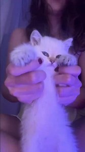 Dancing time🧸 #cat #kitten #catlovers #petlovers