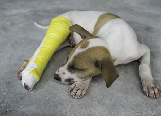 Broken Bones in Dogs